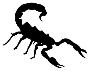 scorpion Der Skorpion