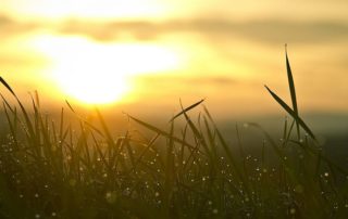 Sonnenaufgang im Gras