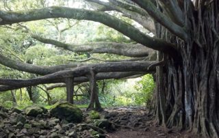 Baum Banyan Hawai