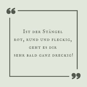 Ist der Stängel rund und eckig - Schierling