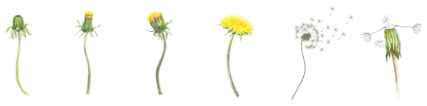 Blüten-Pflanzen
