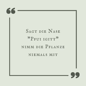 Pflanzen, Dolden bestimmen