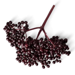 Holler-Beeren Holunderbeeren