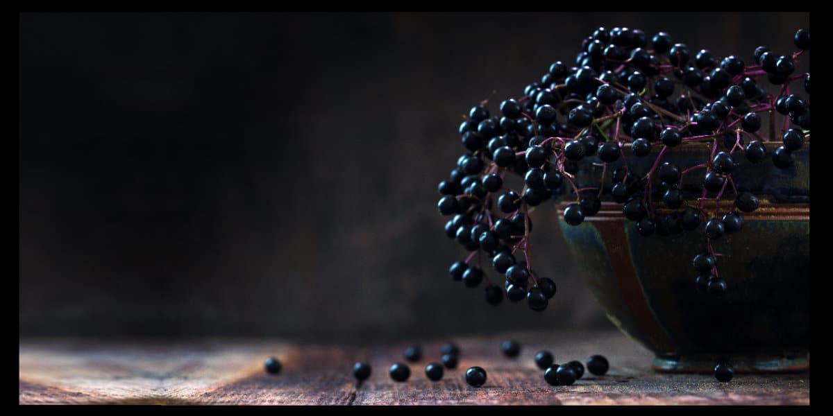 holunder-beeren Holunder