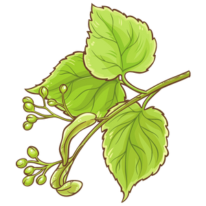 Linde-Blatt und Frucht Linde