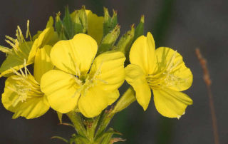 Die Nachtkerze - Blüten