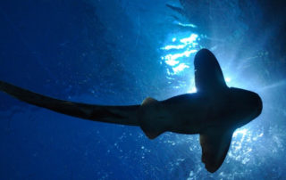Fische Neumond 23.02.2020