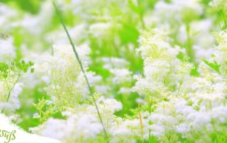 Mädesüß das Aspirin der Pflanzenwelt