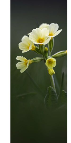 Schlüsselblume - Büten