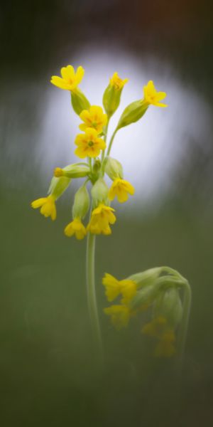 Schlüsselblume - Himmelsschlüssel