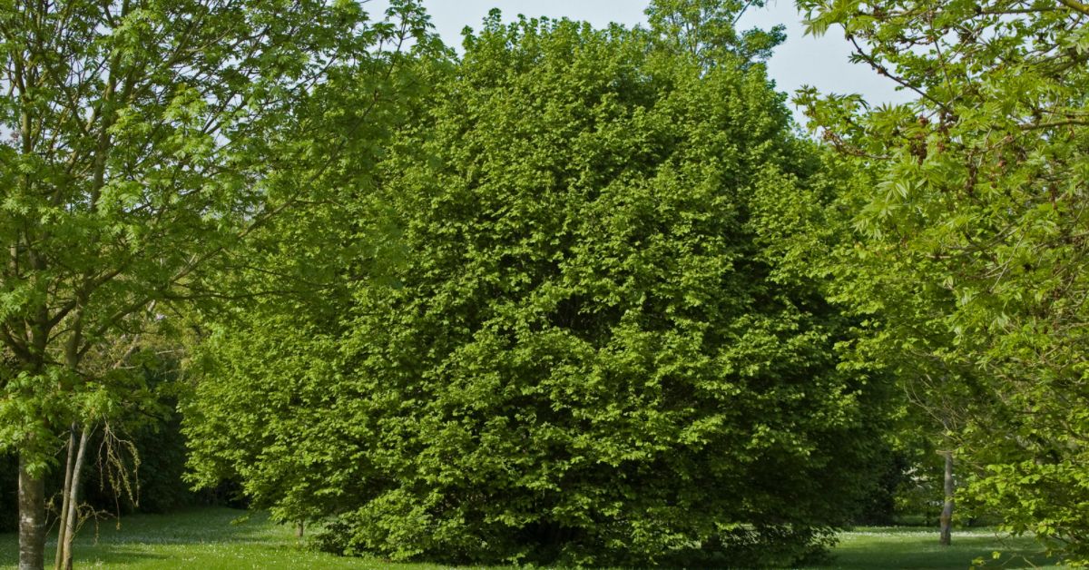 Hasel-Baum-Mystik-Magie-Mythologie Hasel