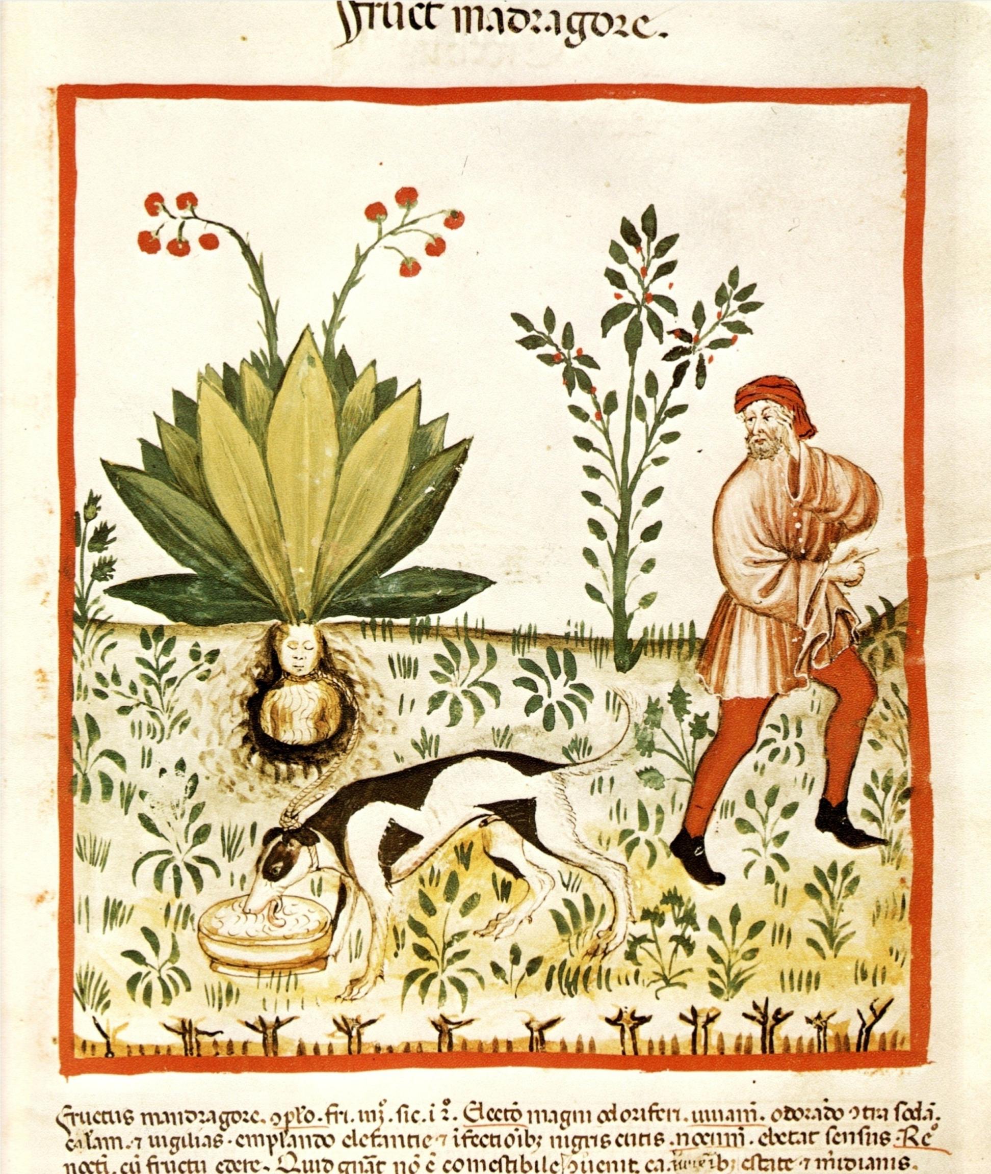 Ernte einer Alraune mit einem Hund