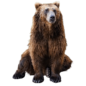 Braunbär sitzender Braunbär - Krafttier