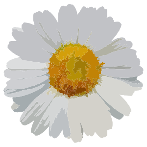 Gänseblümchen Blüte