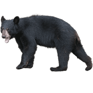 Schwarzbär Schwarzbär gehend