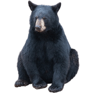 amerikanischer Schwarzbär sitzender Schwarzbär - Krafttier