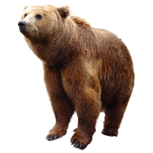 europäischer Braunbär sitzender Braunbär - Krafttier