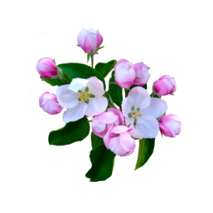 Apfelblüte Apfelblüte