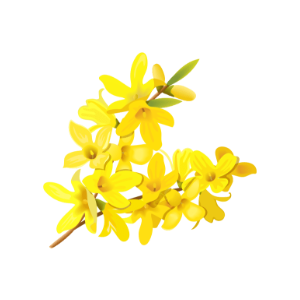 Forsythie Forsythie
