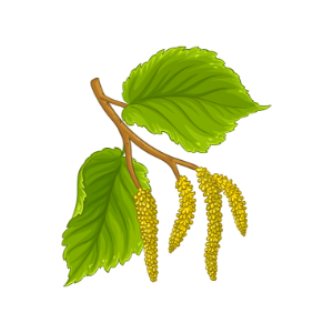 Hasel-Blüten Haselnuss-Blüten