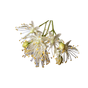 Lindenblüte Schneeglöckchen