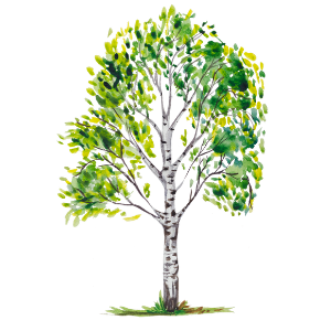 Birke Baum Birkenbaum
